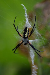 spider on web
