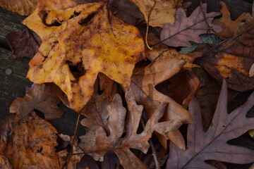 fallen autumn leaves