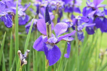 iris flowers in spring