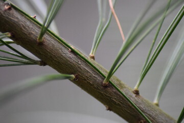 Close up pine needle 