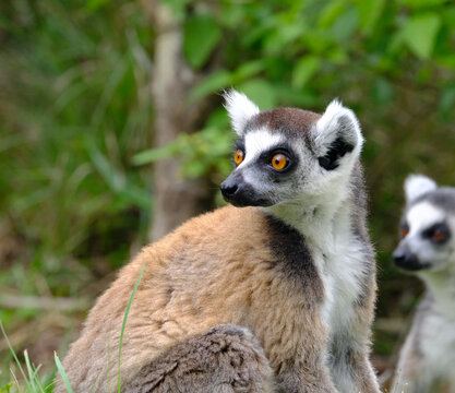 Ring-tailed Lemur, Madagascar