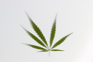 Green silhouette of a cannabis leaf shines through the white fabric. Abstract dreaming background. Soft focus