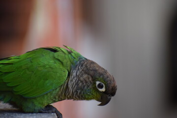 blue and yellow macaw