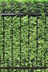 Fragment of a metal fence against a background of cypress