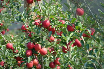 Organic apples hanging from a tree branch in an apple orchard
