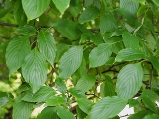 green leaves of a tree  Cornus controversa