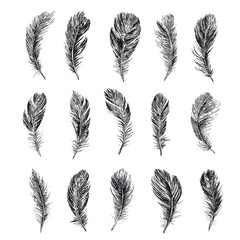 Feathers, Hand drawn style sketch illustrations.	
