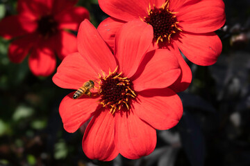 A bee flies above the flower head of a flaming red dahlia. Dark green blurred foliage background