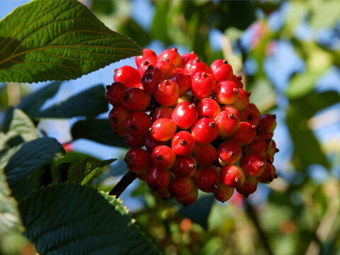 cluster red fruits of Viburnum Lantana bush 