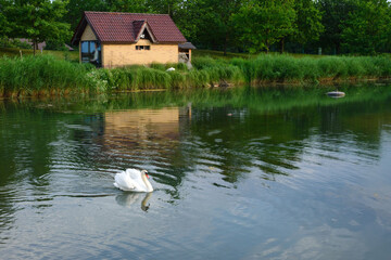 White beautiful swan on the pond. White bird Cygnus is a symbol of love and fidelity.