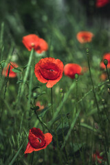 poppies