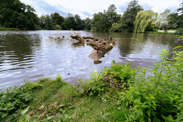 Duck on a trunk in a lake surrounded by trees in Herrenhausen in Hannover.