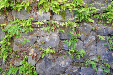 An old stone wall with grass and ferns sprouted at the joints.