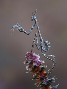 Vertical closeup of the Empusa fasciata on a plant.