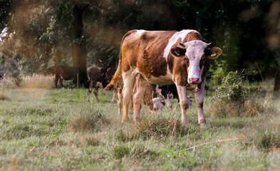 cows in a field