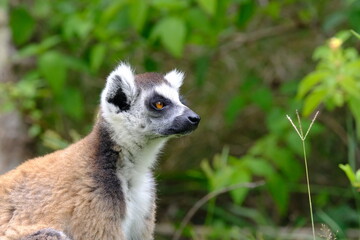 Ring-tailed Lemur head, Madagascar