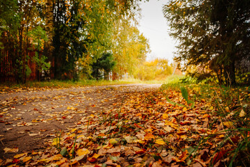 Autumn sandy road strewn with fallen yellow leaves.