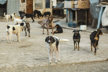 A gang of stray dogs. Shelter for sick dogs.
