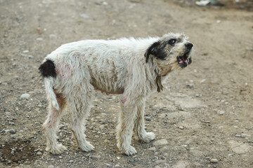 Homeless white dog barking. Street dog.