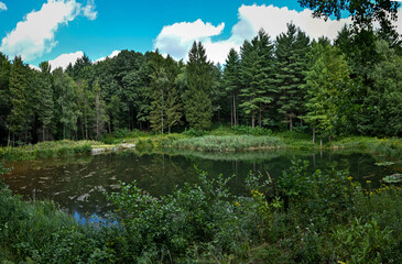 Fototapeta na wymiar wonderful forest environment Jeli Arboretum in Hungary 