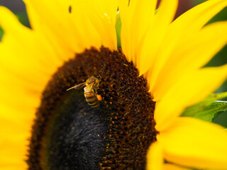 Pszczoła na słoneczniku 