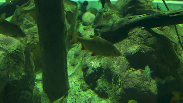 Underwater footage of perch and roach species of fish in nordic climate water