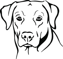Black and white vector illustration of a dog's head. Pet image. Labrador. Kind and affectionate animal, man's friend. Guide. Stamp for tattoo and printing 