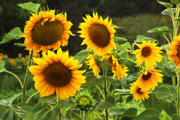 Sunflower field, cropped shot, horizontal view. Nature, rural concept.