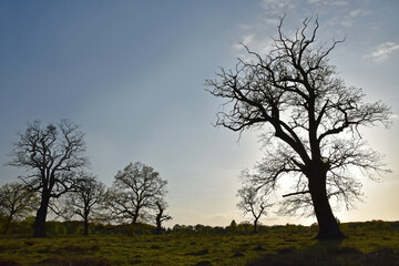 Fototapeta na wymiar Branches of dry tree at sunset