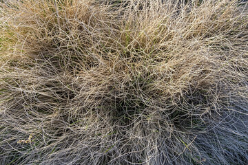 The yellow and brown color dry field grass