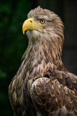Seeadler kuckt leicht verdutzt
