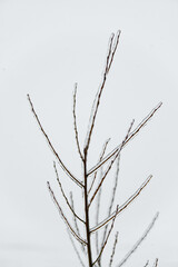 Close-up glittering tree branches with a thick layer of ice. Winter concept.