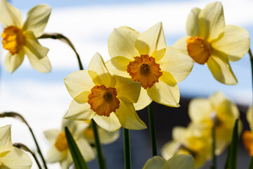 Fototapeta premium yellow flowers of daffodils during flowering