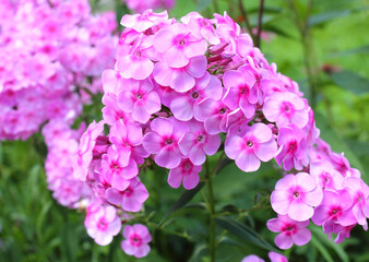 Close-up buds of pink Phlox paniculata flowers
