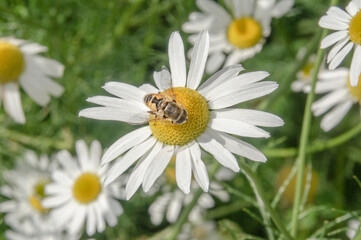 Biene auf Margerite