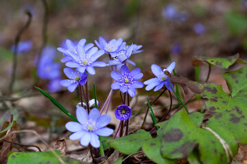the first flowers growing in forests