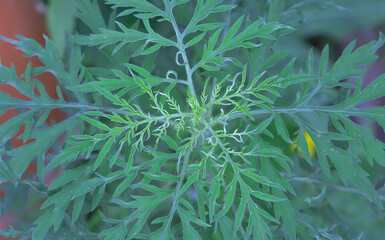 Ambrosia plant close up - Dangerous allergy plant for humans. Concept