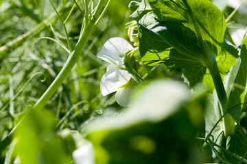 Obraz premium field where green peas grow