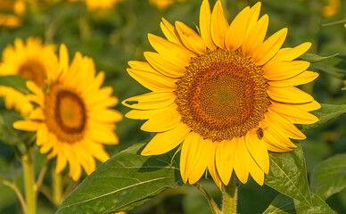 Fototapeta premium Fleurs de tournesols dans un champs avec la lumière du soleil.