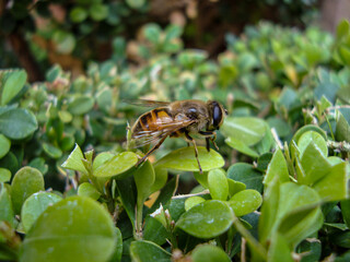 Mosca Syrphidae aparentando ser abeja para camuflaje.