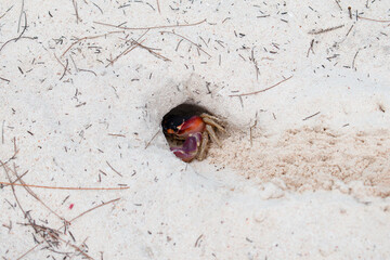 A gecarcinus crab hiding in a hole on a white sand beach in the Caribbean.
