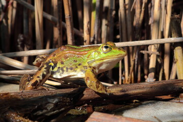Green frog (Pelophylax sp.) basking among reeds and dry stems at the water's edge. Amphibian in its natural wetland habitat