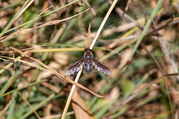 Mosca posando en el pasto.