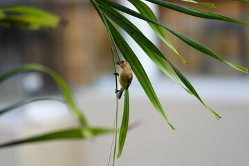 Un ave semillera aferrándose a una hoja de palmera. © Erick Velasco