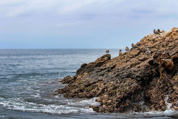 Gaviotas y otras aves acuáticas alimentándose en el mar.