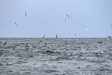 Gaviotas y otras aves acuáticas alimentándose en el mar.