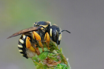 Closeup of a female of the colorful but endangered interrupted resin-leafcutter,  Trachusa integra / interrupta from the Gard , France