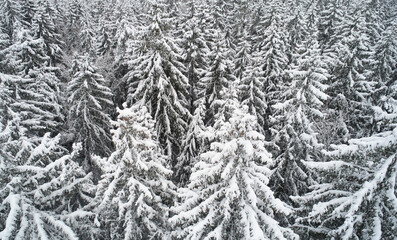 Pattern of fir trees under snow