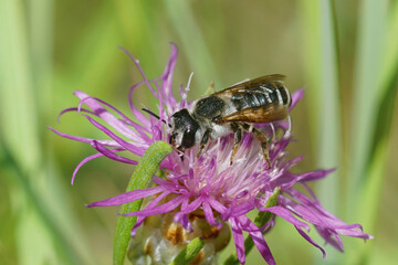 Closeup of a female of the white sectioned leafcutter, Megachile albisecta sipping nectar fomr a purple knapwood, Centaurea species in the Gard, France