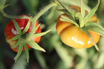 organic, fresh tomato in garden